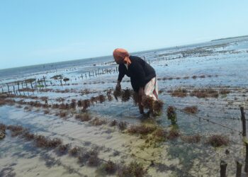 Merilevien viljelyssä kiinnitetään merilevien siemeniä köysiin, jotka on sidottu pohjaan juntattuihin paaluihin.