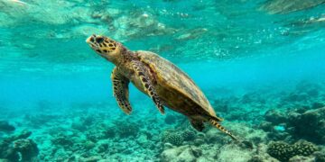 Merikilpikonna ui kuolleiden korallien keskellä Malediiveillä.