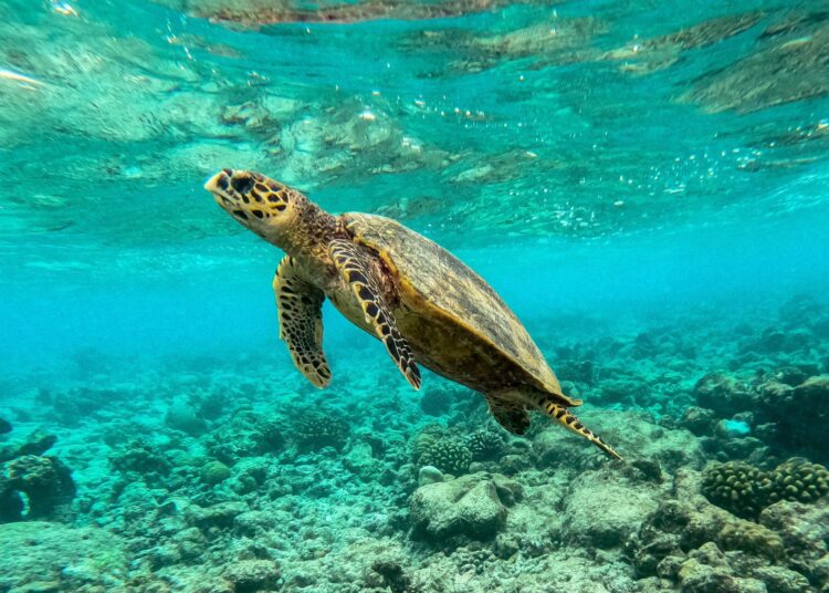 Merikilpikonna ui kuolleiden korallien keskellä Malediiveillä.