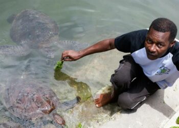 Ali Hamadi ruokkii laguunissa uivaa merikilpikonnaa Sansibarin Matemwessa.