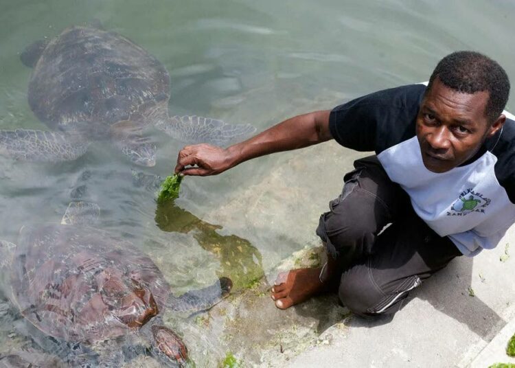 Ali Hamadi ruokkii laguunissa uivaa merikilpikonnaa Sansibarin Matemwessa.