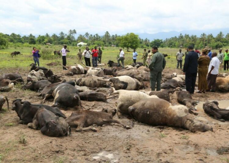 Tansanian maatalousministeri Mwigulu Nchemba (keskellä) kävi helmikuussa tutustumassa tilanteeseen Mvomerossa Tansanian Morogorossa, jossa vihaiset maanviljelijät olivat lahdanneet paimentolaisten karjaa.