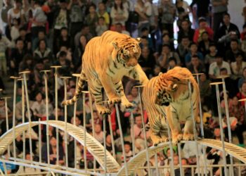 Sirkuseläinten käyttäminen on nyt kielletty 41 valtiossa.