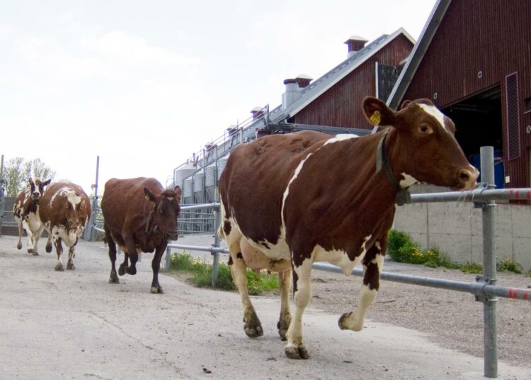 Navetasta laitumelle pääsy on lehmien keväinen juhlahetki. Kuva Viikin opetus- ja tutkimustilalta.