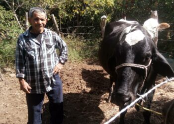 Elsalvadorilainen pienviljelijä Gilberto Gómez on hankkinut lypsylehmän rahoilla, joita hänen tyttärensä on lähettänyt Yhdysvalloista.