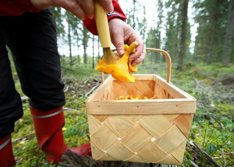 Metsästä poimittavien sienten todellinen elämä piiloutuu katseilta maan uumeniin.