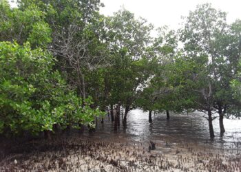 Mangrovemetsät nielevät hiiltä valtavat määrät ja muodostavat luonnollisen suojamuurin mereltä päin uhkaavia luonnonkatastrofeja vastaan, jopa tsunamia.