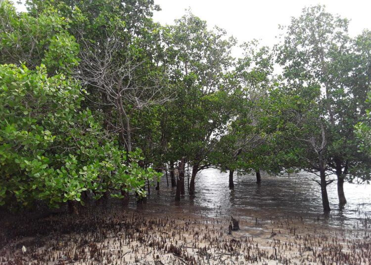 Mangrovemetsät nielevät hiiltä valtavat määrät ja muodostavat luonnollisen suojamuurin mereltä päin uhkaavia luonnonkatastrofeja vastaan, jopa tsunamia.