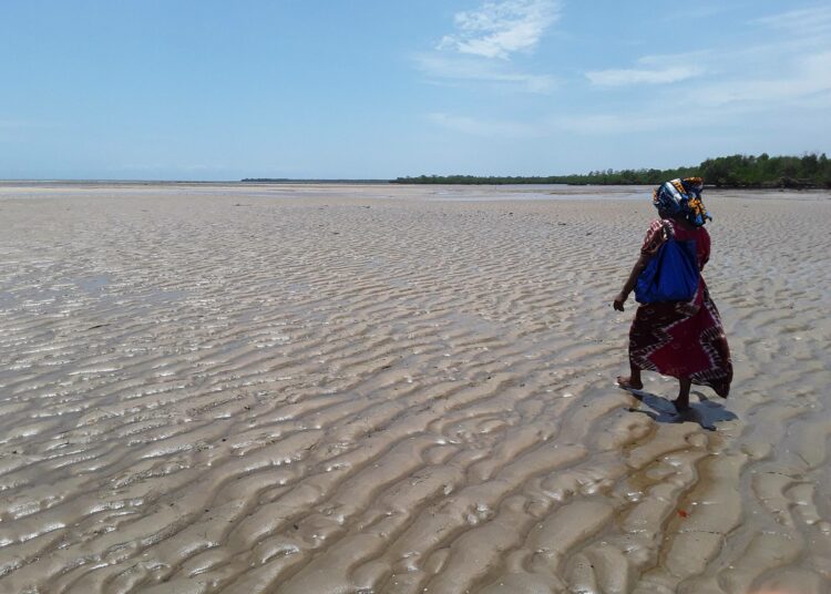 Rehema Abdalla kävelemässä merileväviljelmilleen runsaan puolentoista kilometrin päässä Mwazaro Beachin rantaviivasta. Viljelmien hoito tapahtuu laskuveden aikaan.