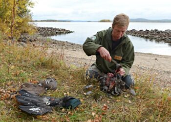 Kalastaja Jouni Haikonen käsittelee metsoa.