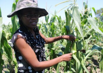Nuoret maata omistavat maanviljelijät eivät saa pankeista lainaa, vaikka Zimbabwen hallitus ylistää maataloutta ruokaturvan takaajana. Rahoitusvaikeudet ovat suurin syy siihen, ettei maanviljelys kiinnosta nuoria, vaikkei muutakaan työtä ole tarjolla.