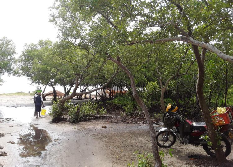 Mangrove voisi olla ihmelääke lieventämään ilmastonmuutoksen seurauksia, mutta arviolta 75 prosenttia maailman mangrovemetsistä on suojattomia ja ylihyödynnettyjä.