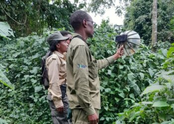 Nuoret ruandalaiset kansalaistieteilijät tallentavat lintujen ääniä metsässä. Projektilla on keskeinen rooli maan lintujen suojelussa.