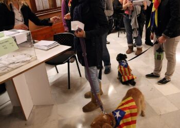 Katalonian väreihin puettu koira oli mukana äänestyspaikalla Sant Vicenc dels Hortsissa sunnuntaina.