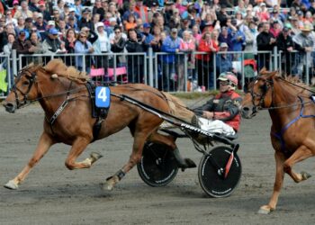 Ravuri Saaga S ja ohjastaja Matti Nisonen voittavat Kuningatarkilpailun kaikki osalähdöt.