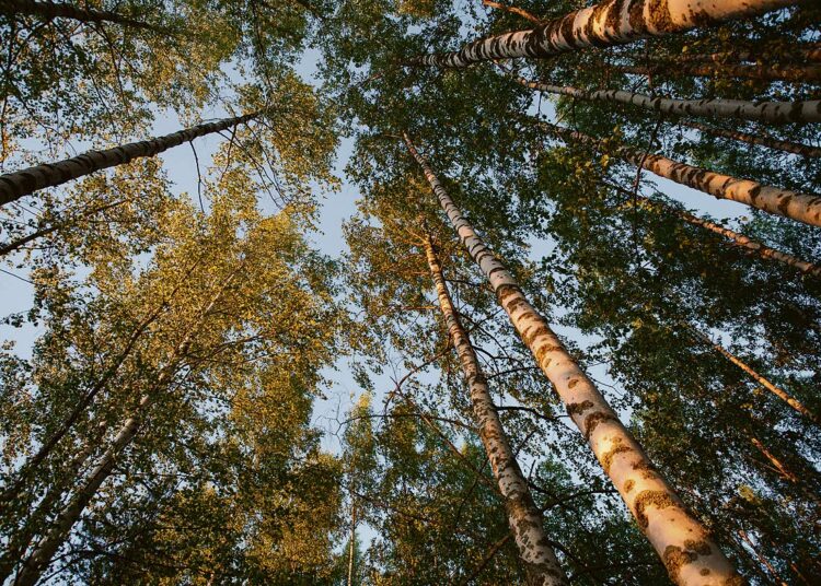 Kirjoittajan mukaan jatkuvan kasvatuksen menetelmä metsien hoitomuotona on kannattavaa myös kansantaloudellisesti, koska metsä toimii luontaisena hiilinieluna ja -varastona.