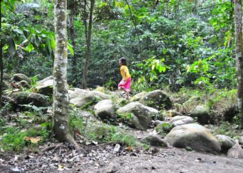 Indonesia on päättänyt panna metsäkadon ja siitä aiheutuvat hiilidioksidipäästöt kuriin. Kuvan metsä sijaitsee Lombokin saarella.