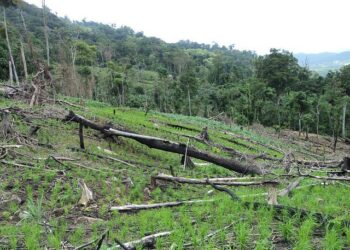 Biopolttoaineiden viljelyn tieltä saatetaan kaataa metsää. Laittomien hakkuiden aiheuttamaa tuhoa Bosawasin suojelualueella Nicaraguassa.