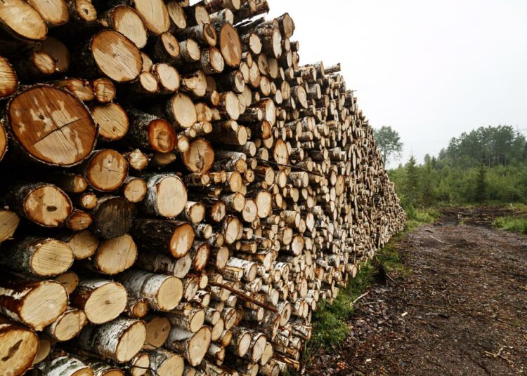 Metsähallituksen tuottotavoite on yli kaksinkertaistunut 12 vuodessa.