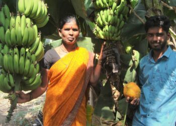 Devka ja Krishna Desai monikerrosviljelmällään. Pariskunta on onnellinen, sillä menetelmä on tuonut heille menestystä. Nyt he ovat korjanneet banaani- ja papaijasatoa.