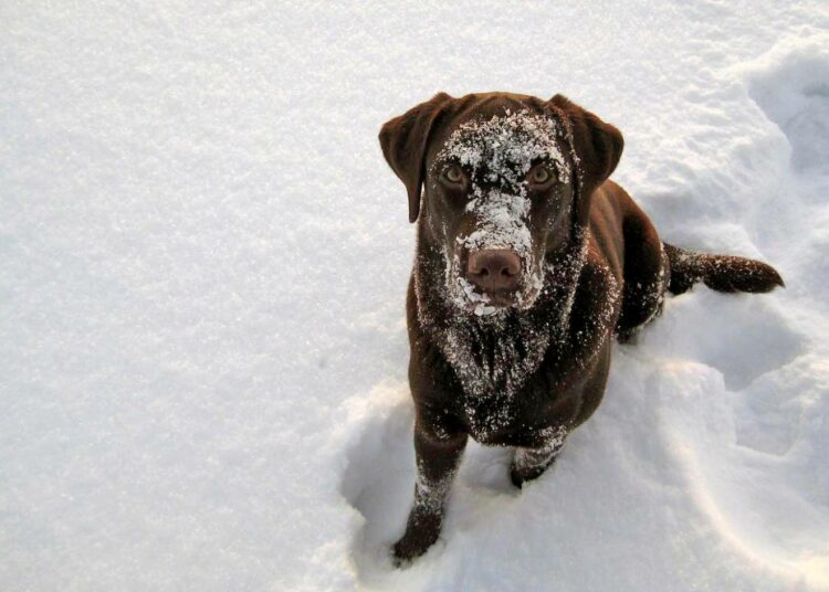 Labradorinnoutaja Nekku kuluu viime vuoden pentuihin, joita rodulle syntyi Suomessa ennätysmäärä.