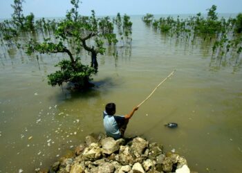 Indonesialaispoika kalastaa uudelleen istutetun mangrovemetsän rannalla Jaavan itäosan Madurassa.