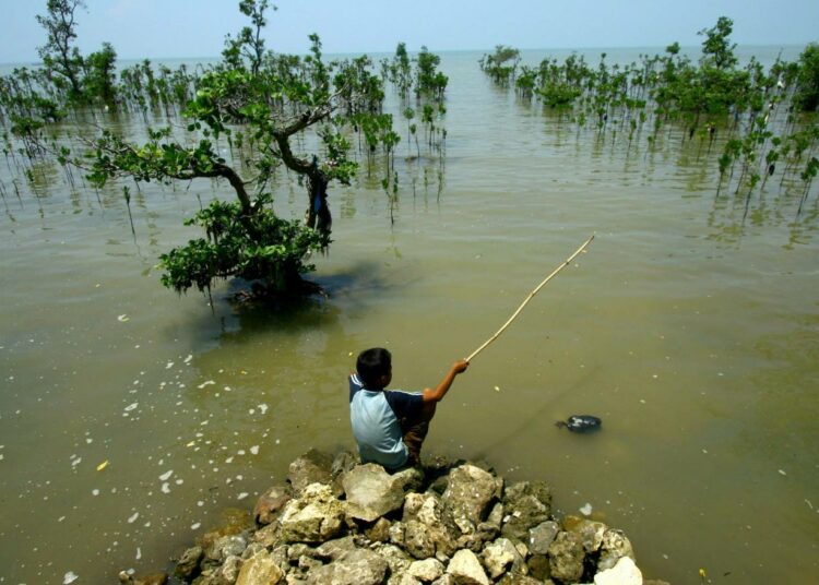 Indonesialaispoika kalastaa uudelleen istutetun mangrovemetsän rannalla Jaavan itäosan Madurassa.