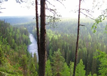 Dvina-Pinegan suunniteltu suojelualue on BPAN-hankkeen pilottikohde Arkangelin alueella Luoteis-Venäjällä.