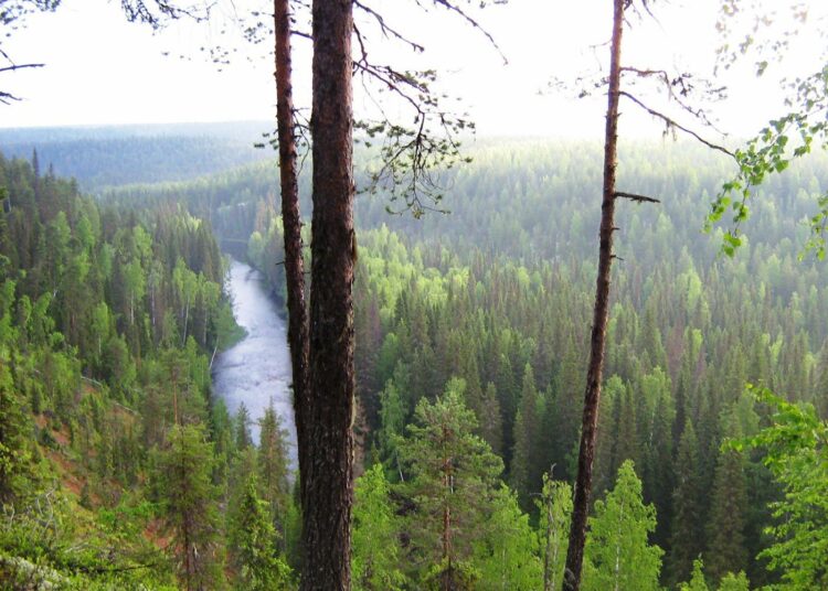 Dvina-Pinegan suunniteltu suojelualue on BPAN-hankkeen pilottikohde Arkangelin alueella Luoteis-Venäjällä.
