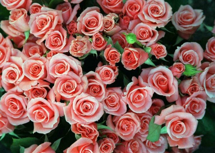 ”Pitäkää ruusunne!” Naistenpäivä ei ole onnitteluja varten, vaan yhteisen kamppailun päivä tasa-arvon puolesta, sanovat Otetaan yö takaisin -mielenosoitusten järjestäjät.