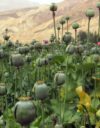 Afganistanilainen oopiumiviljelmä Wikipediassa julkaistussa arkistokuvassa. Oopiumiunikon siemenkodasta saatavaa maitiaisnestettä käytetään heroiinin raaka-aineena.