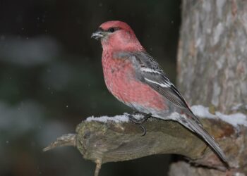 Taviokuurna.