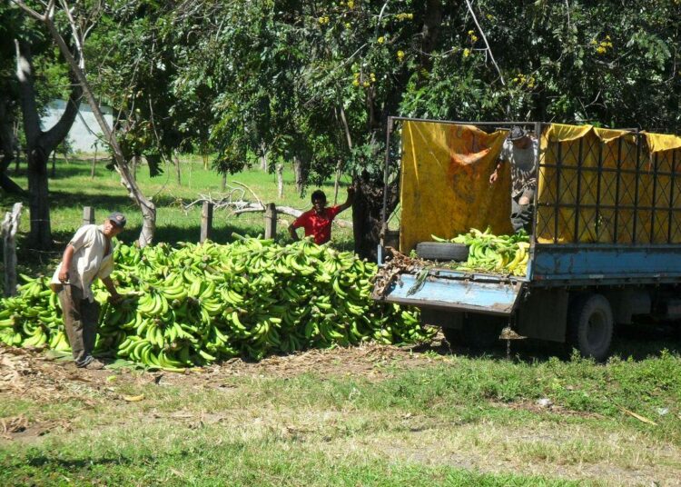 Banaaninviljely on tärkeä elinkeino Costa Ricassa.