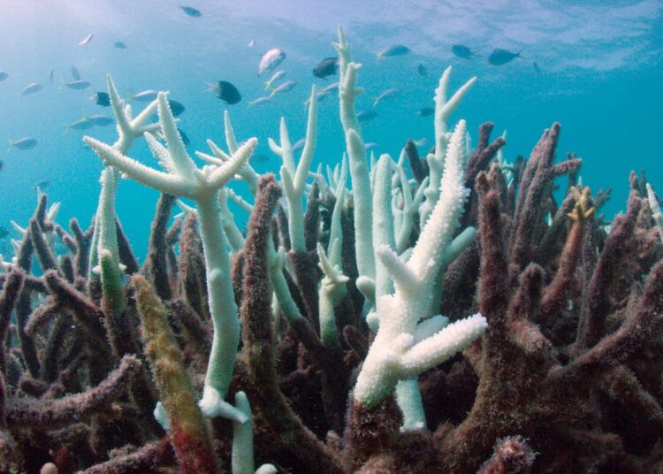 Tutkijat ovat aiemmin varoittaneet korallien massavaalenemisesta, mikäli ilmastonmuutosta ei saada hillittyä. Nyt tämä vaaleneminen näyttää tapahtuvan 30 vuotta etuajassa.