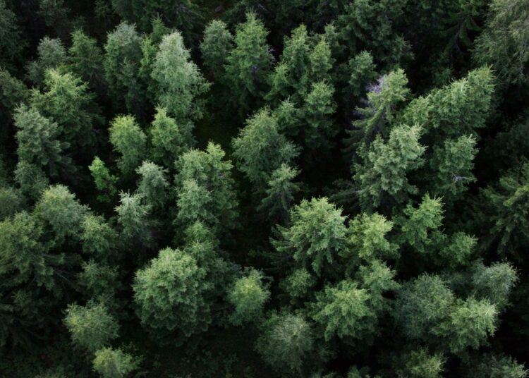 Puuliitto ja Paperiliitto ovat tyytyväisiä europarlamentin metsänielukantaan.