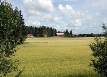 Noin viidennes Suomen kasvihuonekaasupäästöistä on maatalousperäisiä.
