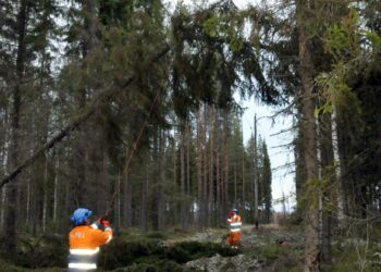 Järvi-Suomen Energian työntekijät katkaisevat sähkölinjalle kaatunutta puuta heittosahalla sunnuntaisen Eino-myrskyn jäljiltä Juvalla.