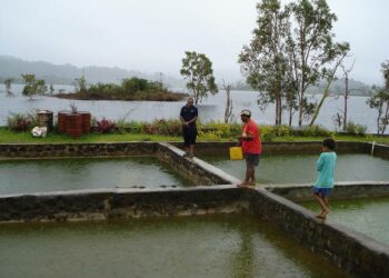 Kalanviljelyaltaita Papua-Uudessa-Guineassa Port Moresbyn lähistöllä.