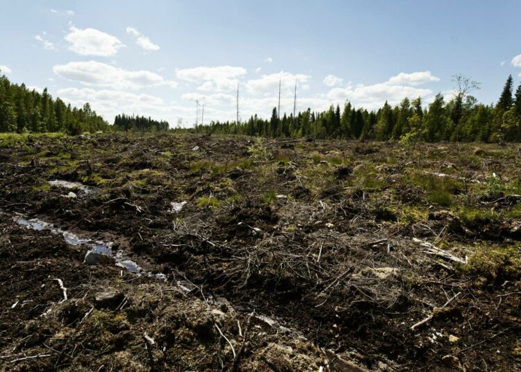 Suomessa on Greenpeacen mukaan ennen kaikkea kyse metsien suojelusta. Kuvassa hakkuuaukea Ilmajoella toissa vuonna.