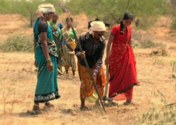 Luomu voi pelastaa köyhän viljelijän. Intian Andhra Pradeshin osavaltiossa yritetään saada 6 miljoonaa köyhää maanviljelijää vaihtamaan luomuviljelyyn, joka on halvempaa ja tuottoisampaa kuin ostokemikaaleilla kasvatus.