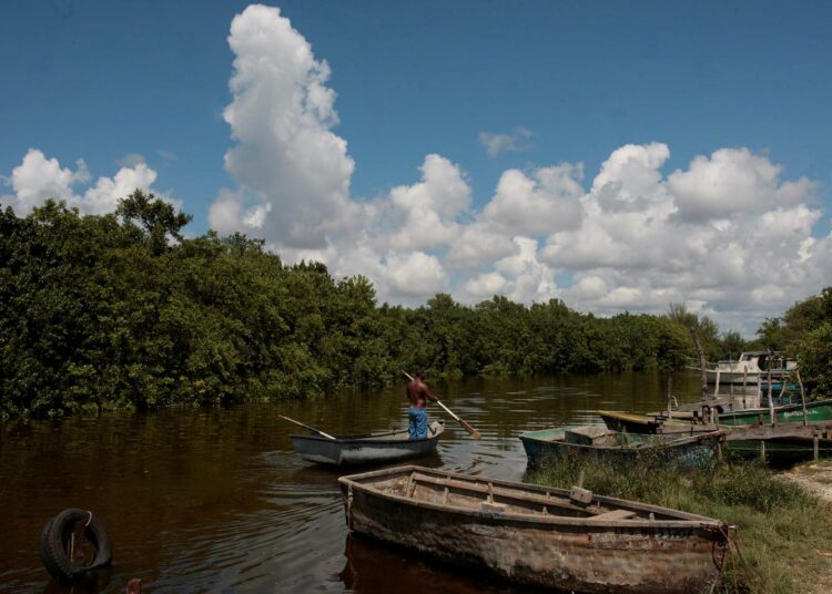 Kuuban Mayabequen maakunnassa päättyi viime vuonna mangrovemetsien kunnostus, josta otetaan oppia nyt alkavassa koko etelärannikon pelastushankkeessa.