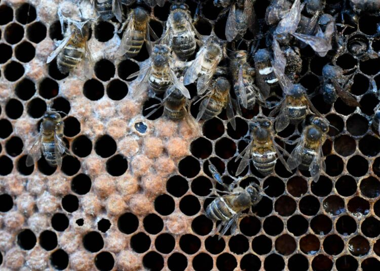 Kuolleita mehiläisiä esillä mehiläistarhurien mielenosoituksen aikana Rennesissä, Ranskassa