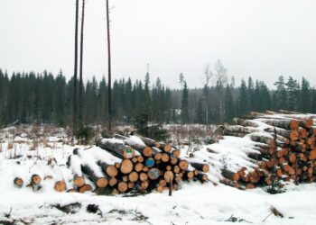Kansalaisaloitteella ympäristöjärjestöt ajavat avohakkuiden lopettamista valtion metsissä.