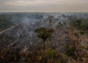Amazonin sademetsää saattaa tämän vuoden tuhoutua enemmän kuin koskaan sitten vuoden 2006. Sademetsä alkaa olla lähellä pistettä, jossa se ei enää toivu vaan alkaa muuttua ruohotasangoksi.