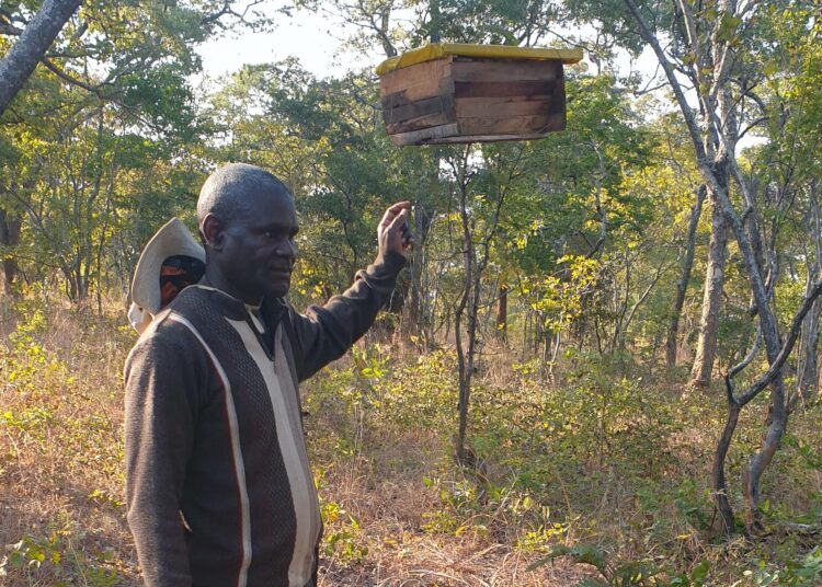 Andrew Mbewe on entinen salametsästäjä. Nykyään hän johtaa yhteisönsä luonnonsuojelijoita ja taistelee salametsästystä vastaan muun muassa edistämällä vaihtoehtoisia elinkeinoja, kuten mehiläistarhausta. Hänellä itsellään on metsässä 18 mehiläispesää.