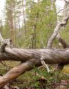 Muurusjärven metsä on vanhaa ja osin luonnontilaista.