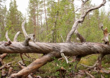 Muurusjärven metsä on vanhaa ja osin luonnontilaista.