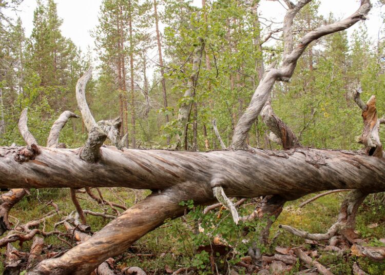 Muurusjärven metsä on vanhaa ja osin luonnontilaista.
