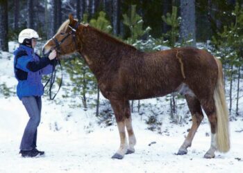 Tutun Taikaan kannattaa luottaaa kakkoslähdössä.