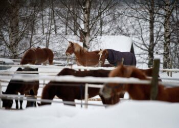 Hevosenlihaa on syöty iät ja ajat niin Suomessa kuin muuallakin.